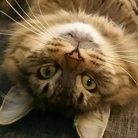 Meet your Posher, Michelle - Picture 1 of 1